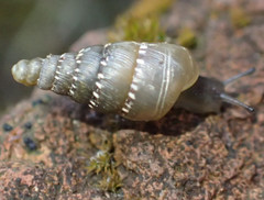 Papillifera papillaris