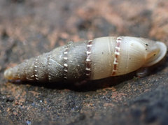 Papillifera papillaris