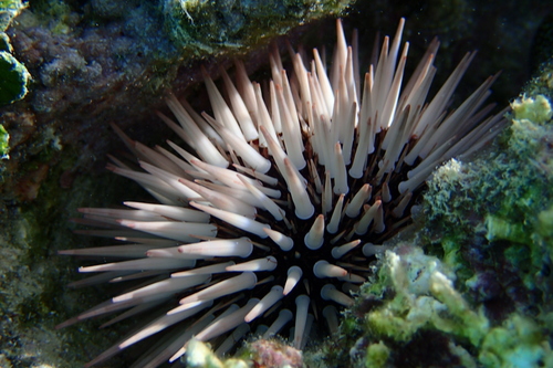 Indo-Pacific Rock-boring Urchin, photo 8 of 10