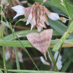 Phalaenostola metonalis