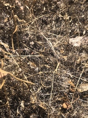 Heterostylum robustum