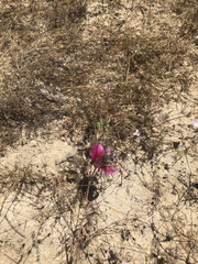 Heterostylum robustum