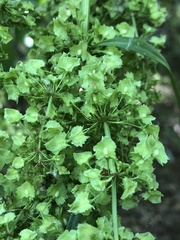 Rumex cristatus