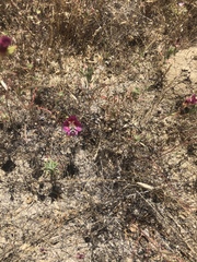 Heterostylum robustum