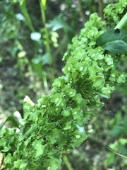 Rumex cristatus