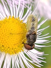 Hedriodiscus vertebratus
