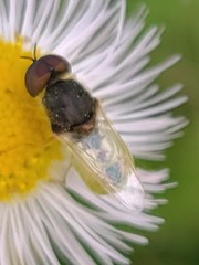 Hedriodiscus vertebratus