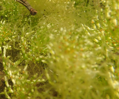 Hydrodictyon reticulatum