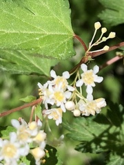 Neillia incisa