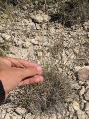Aristida purpurea wrightii