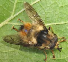 Criorhina bubulcus