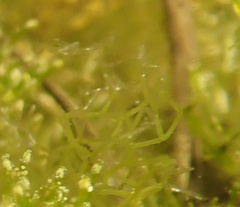 Hydrodictyon reticulatum