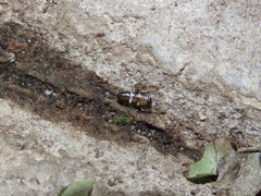 Blattoidae
