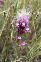 Castilleja densiflora densiflora