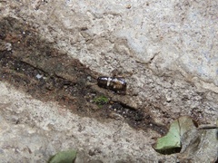 Blattoidae