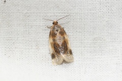 Clepsis melaleucanus