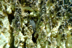 Acanthuridae