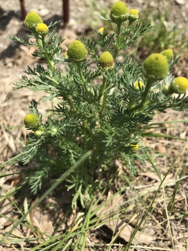 Matricaria matricarioides iNat (2)