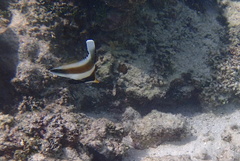 Heniochus chrysostomus