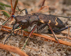 Cicindela sylvatica