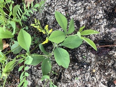 Baptisia sphaerocarpa