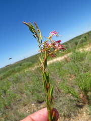 Oenothera cinerea cinerea