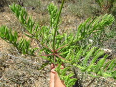 Oenothera cinerea cinerea