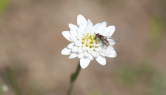 Leucheria oligocephala