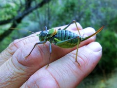 Lluciapomaresius stalii