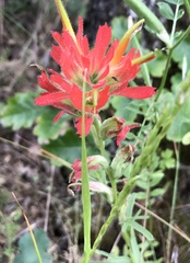 Castilleja affinis