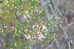 Thryptomene ericaea