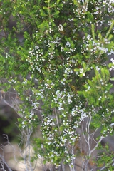 Thryptomene ericaea