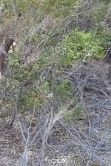 Thryptomene ericaea