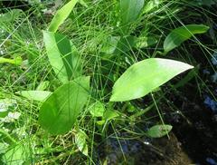 Echinodorus berteroi