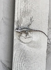 Sceloporus olivaceus