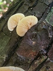 Crepidotus praecipuus