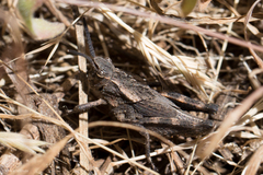 Dracotettix monstrosus