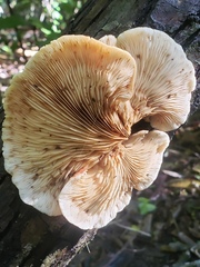 Crepidotus praecipuus