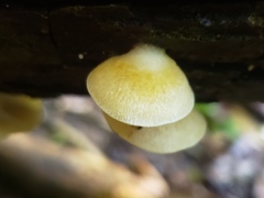 Crepidotus praecipuus