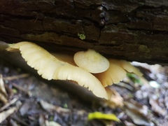 Crepidotus praecipuus