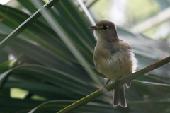 Vireo crassirostris