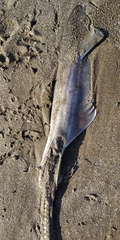 Mustelus
