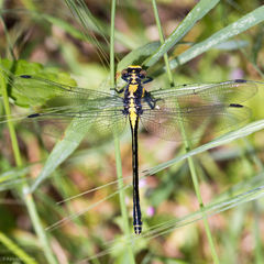 Octogomphus specularis