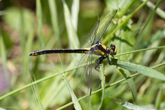 Octogomphus specularis