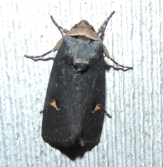 Proteuxoa cinereicollis