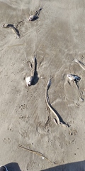 Mustelus
