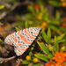 Ornate Bella Moth - Photo (c) Wayne Fidler, some rights reserved (CC BY-NC), uploaded by Wayne Fidler