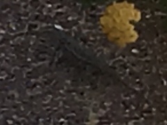 Aspidoscelis exsanguis