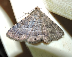 Diatenes aglossoides