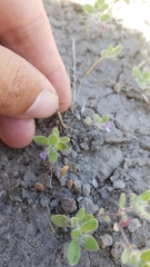 Trichostema oblongum
